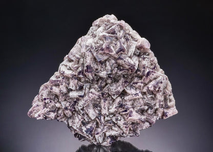 CC11870 specimen image