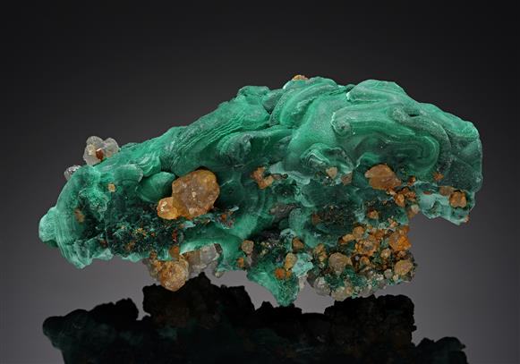 CC11877 specimen image