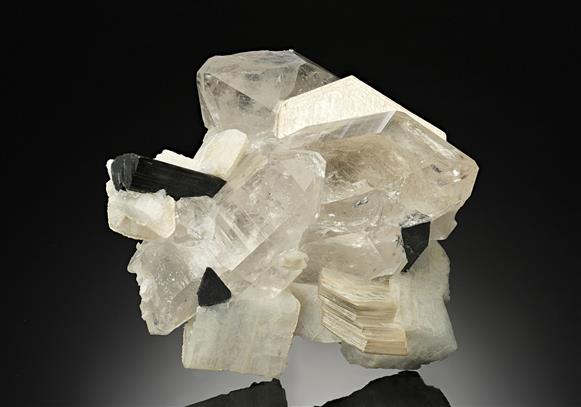 CC11885 specimen image
