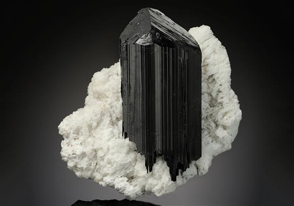 CC11887 specimen image