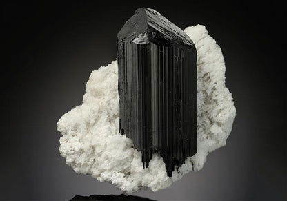 CC11887 specimen image