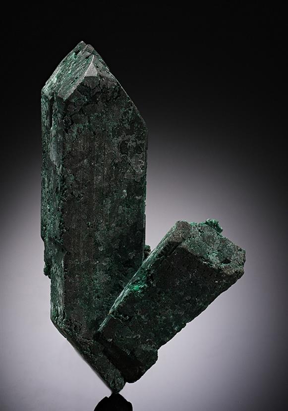 CC11893 specimen image