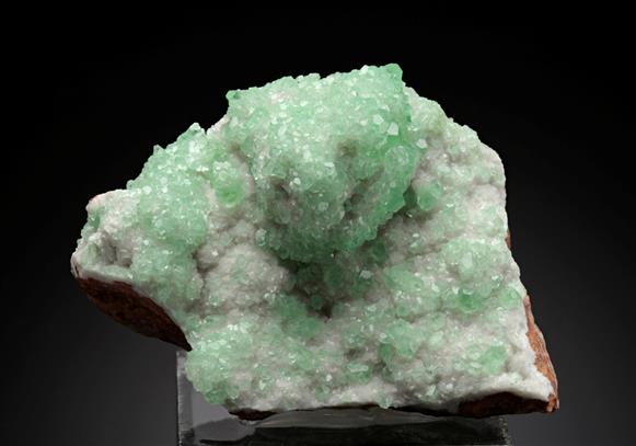 CC11895 specimen image