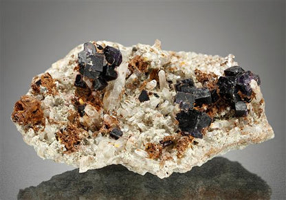 CC11911 specimen image