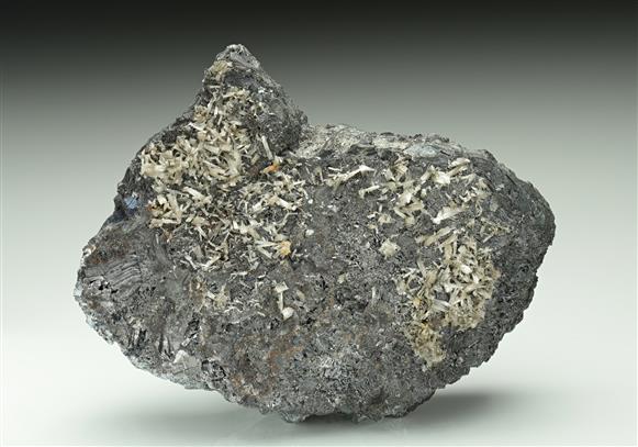 CC11915 specimen image