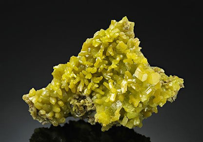 CC11916 specimen image