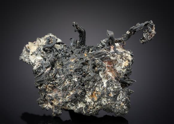 CC11935 specimen image