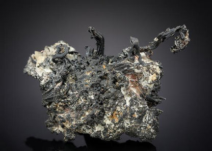 CC11935 specimen image