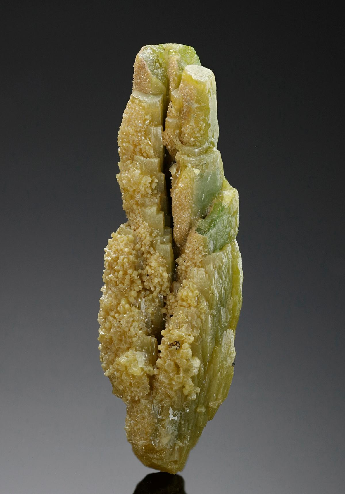 CC11950 specimen image