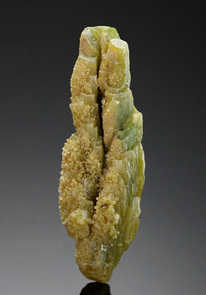 CC11950 specimen image
