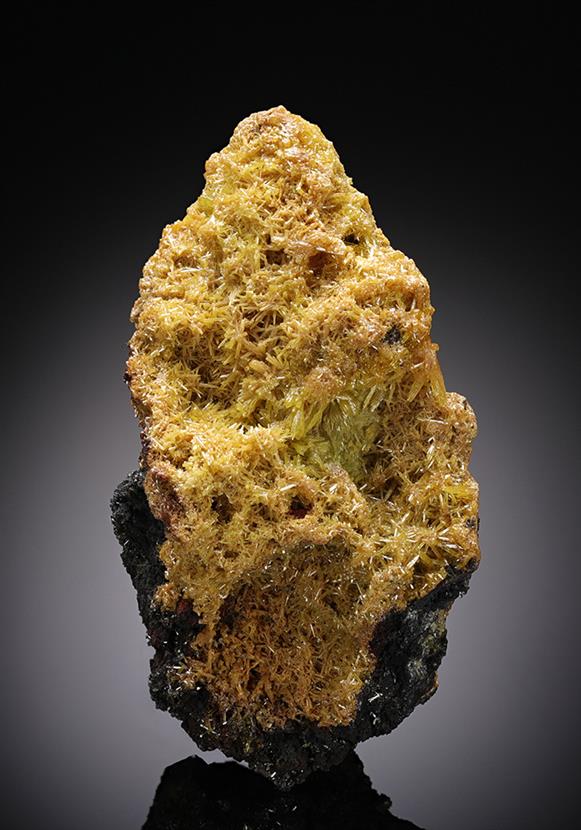 CC11951 specimen image