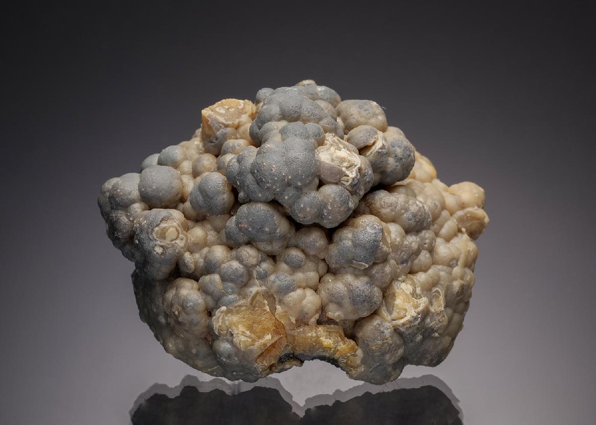 CC11963 specimen image