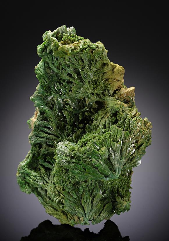 CC11964 specimen image