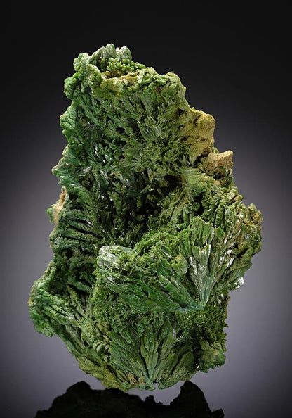 CC11964 specimen image