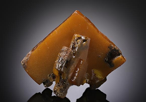CC11984 specimen image