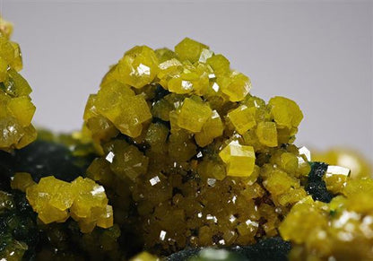 CC11993 specimen image