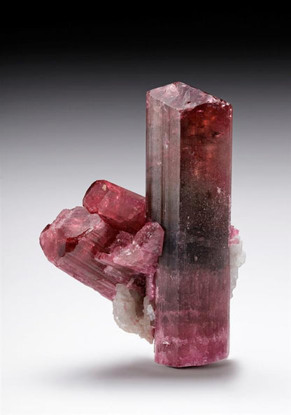 CC12009 specimen image