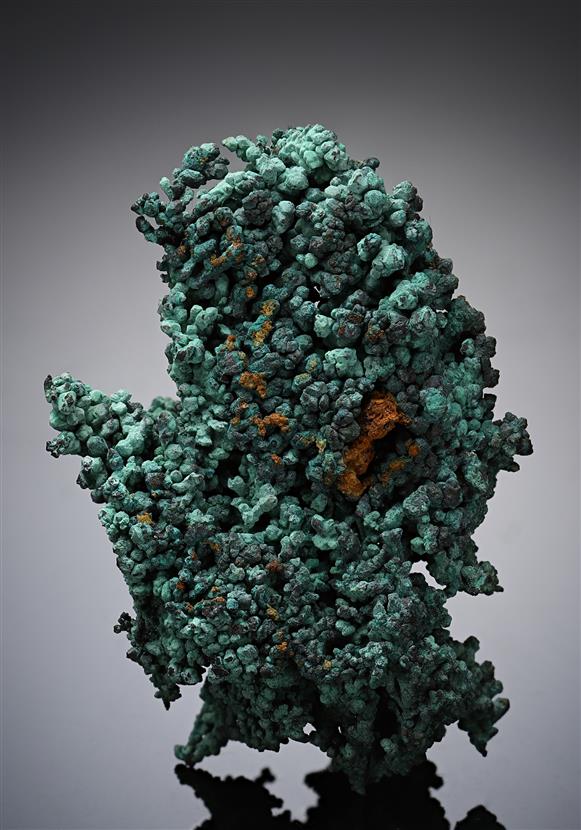CC12041 specimen image