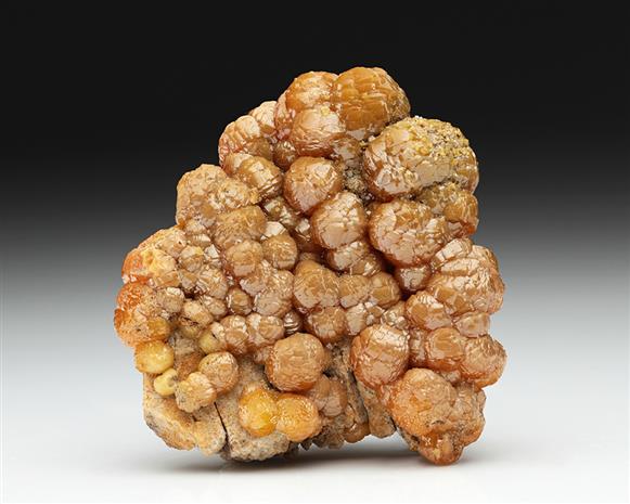 CC12072 specimen image