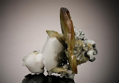 CC12081 specimen image