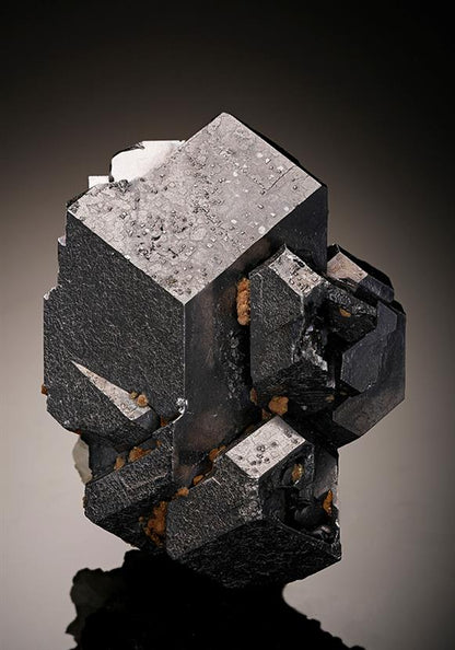 CC12082 specimen image