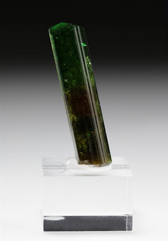 CC12091 specimen image