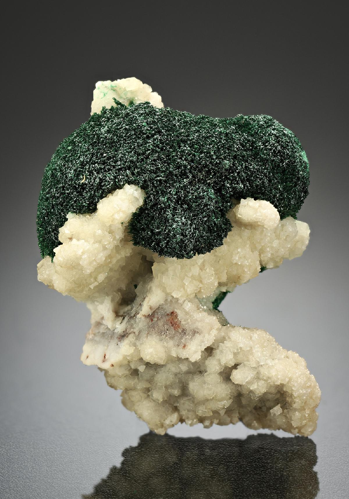 CC12141 specimen image