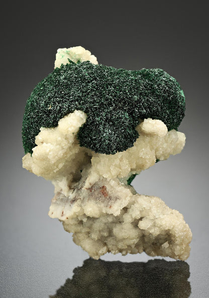 CC12141 specimen image