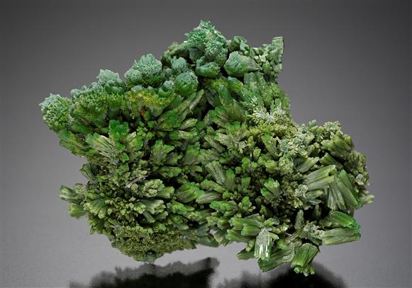 CC12152 specimen image