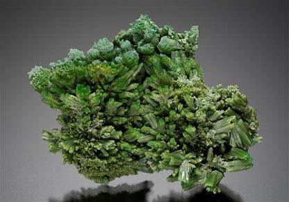 CC12152 specimen image