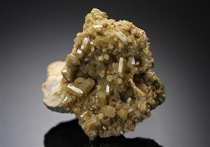 CC12176 specimen image