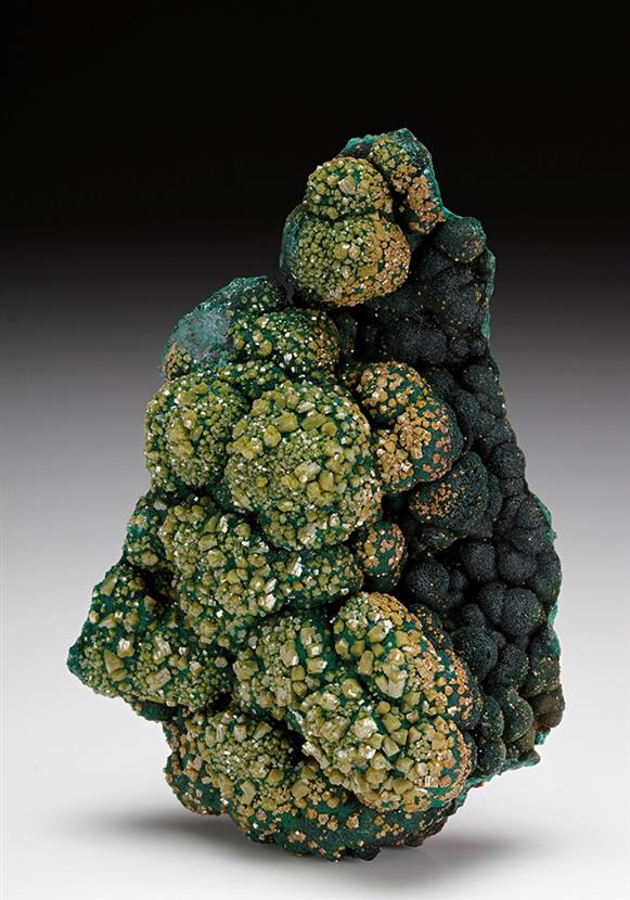 CC12179 specimen image