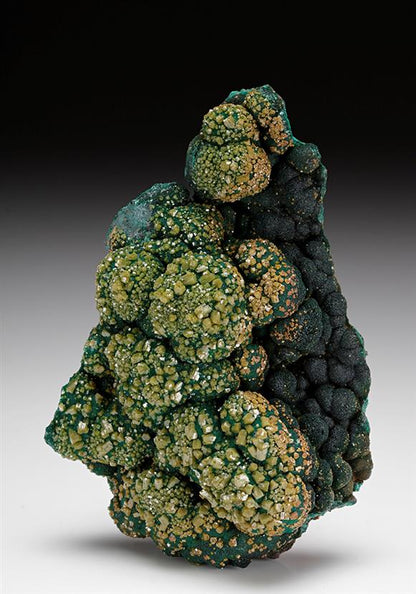 CC12179 specimen image