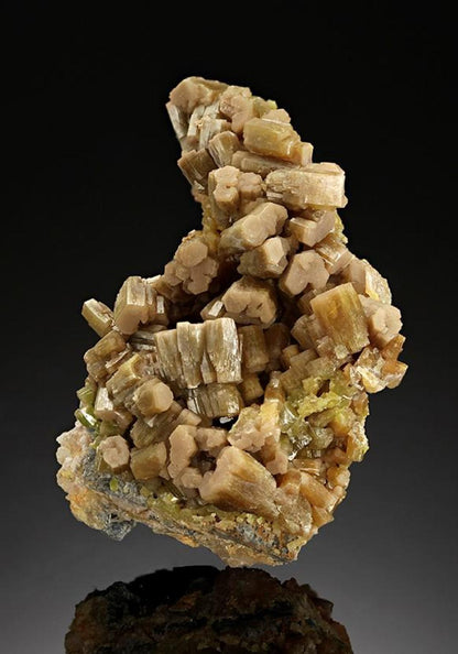 CC12182 specimen image