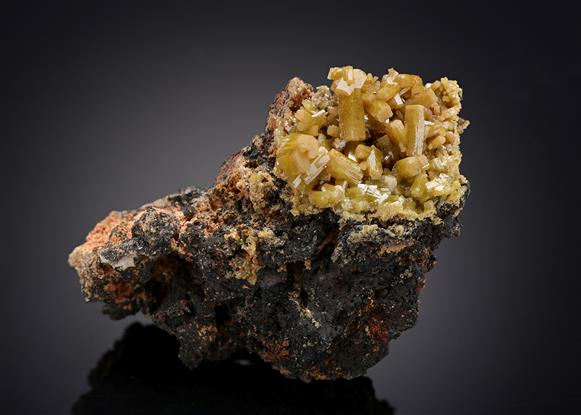 CC12184 specimen image