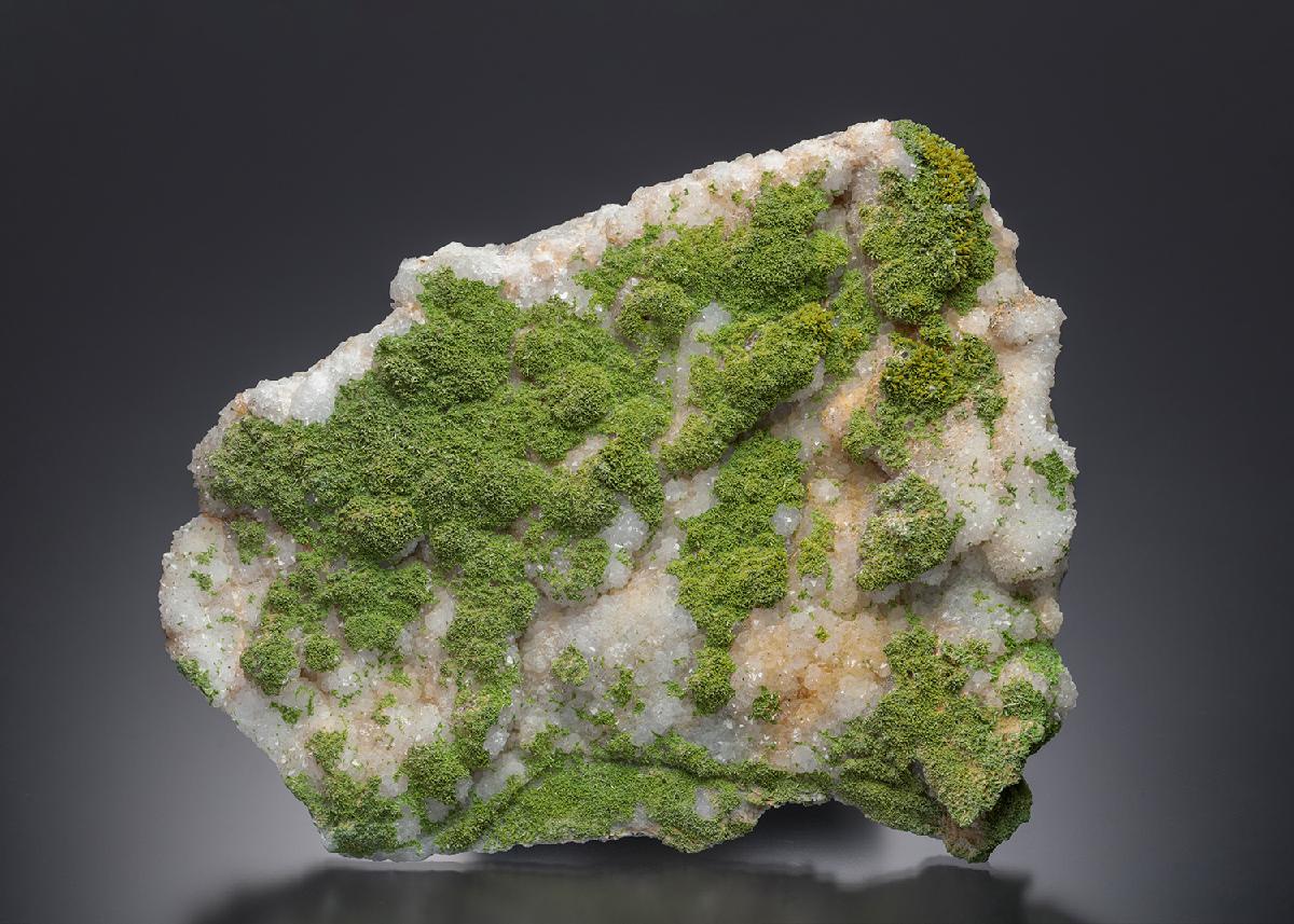 CC12185 specimen image