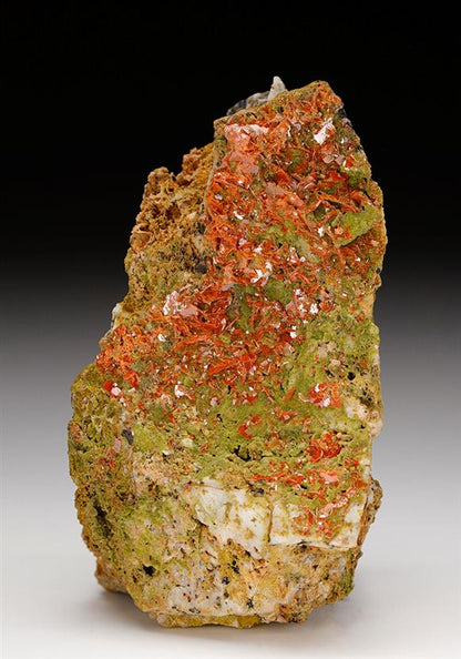 CC12221 specimen image