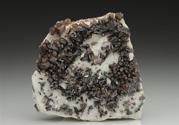 CC12240 specimen image