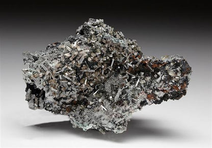 CC12245 specimen image