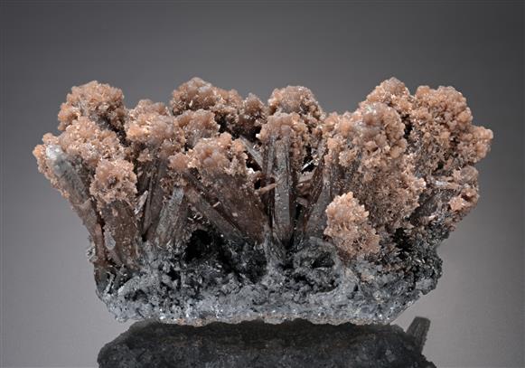 CC12268 specimen image