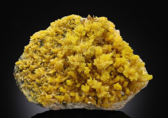 CC12269 specimen image