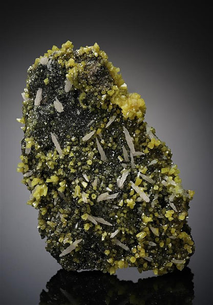 CC12270 specimen image