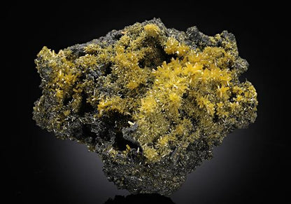 CC12271 specimen image