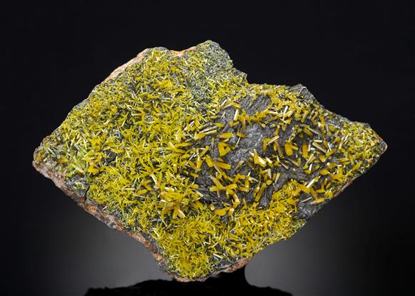 CC12280 specimen image