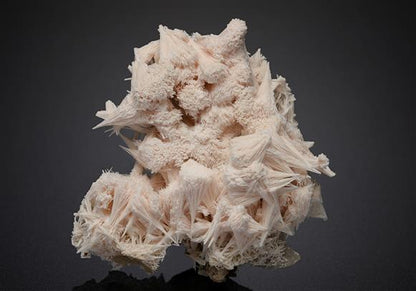 CC12335 specimen image