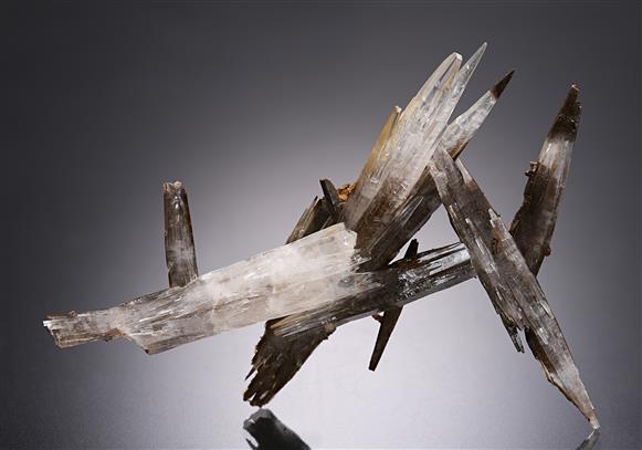 CC12461 specimen image