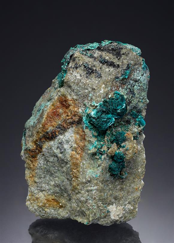 CC12507 specimen image