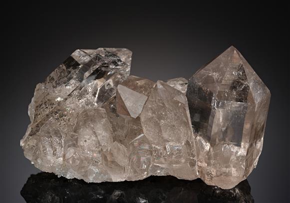 CC12519 specimen image