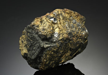 CC12524 specimen image