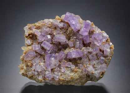 CC12549 specimen image